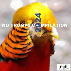 No Trumps Compilation 2024 No Trumps Compilation 2024